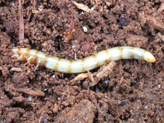 Tenebrio sp., Larve