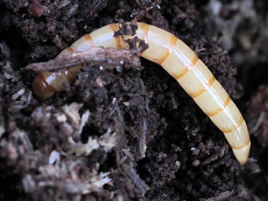 Larve, Schwarzkäfer, Tenebrionidae
