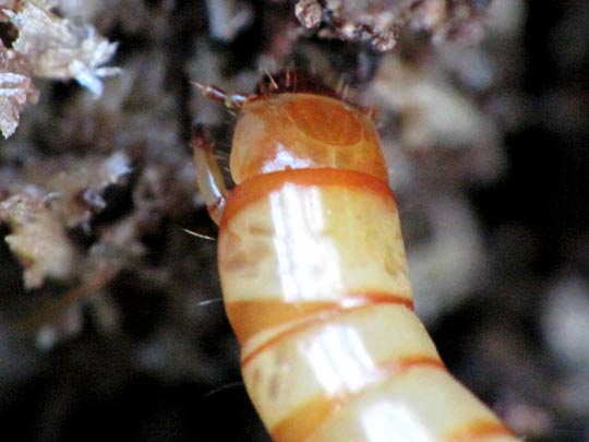 Larve, Schwarzkäfer, Tenebrionidae