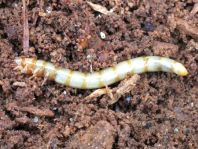 Tenebrio sp., Larve