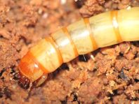 Tenebrio sp., Larve