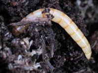 Larve, Pflanzenkäfer, Alleculidae