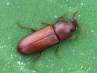 Tribolium castaneum