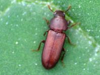 Tribolium castaneum