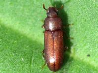 Tribolium castaneum