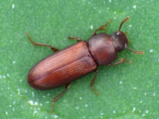 Tribolium castaneum