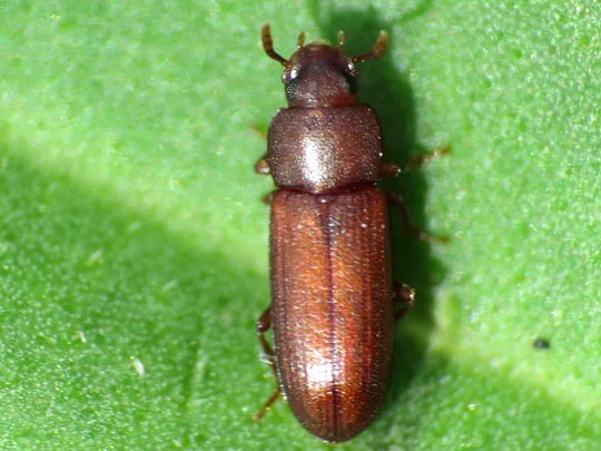 Tribolium castaneum