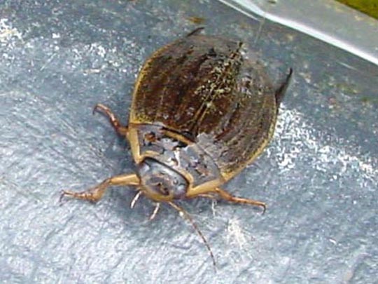 Furchenschwimmer, Acilius sulcatus