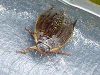Furchenschwimmer, Acilius sulcatus