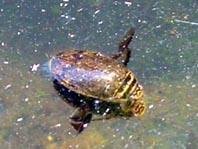 Furchenschwimmer, Acilius sulcatus