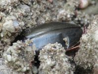Colymbetes fuscus