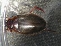 Colymbetes fuscus
