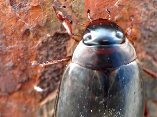 Colymbetes fuscus