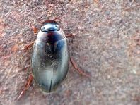 Colymbetes fuscus