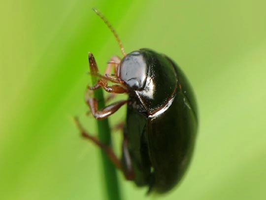 Schwimmkäfer, Dytiscidae