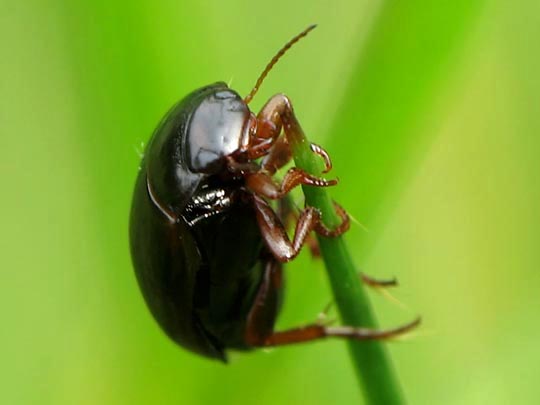 Schwimmkäfer, Dytiscidae