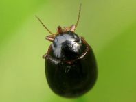 Schwimmkäfer, Dytiscidae
