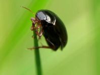 Schwimmkäfer, Dytiscidae