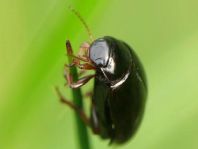 Schwimmkäfer, Dytiscidae
