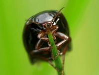 Schwimmkäfer, Dytiscidae