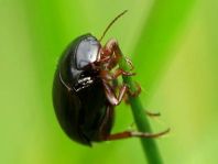 Schwimmkäfer, Dytiscidae