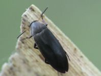 Anaspis frontalis