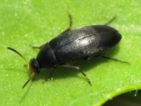 Anaspis frontalis