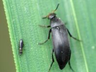 Anaspis frontalis