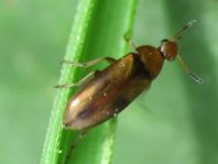 Anaspis maculata