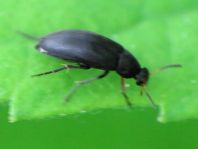 Anaspis frontalis