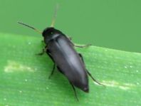 Anaspis frontalis
