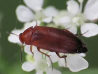Anaspis flava