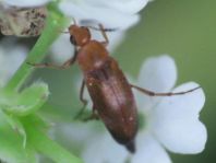 Anaspis flava