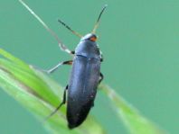 Anaspis frontalis