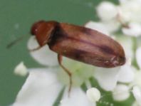 Anaspis maculata