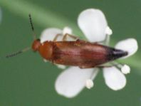 Anaspis flava