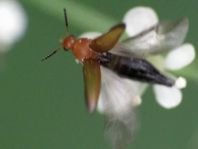 Anaspis flava