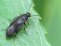 Anaspis frontalis