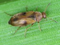 Anaspis maculata