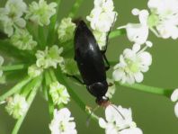 Anaspis frontalis