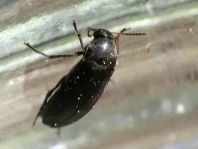 Anaspis frontalis