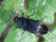 Anaspis frontalis