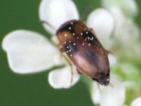 Anaspis maculata