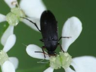 Anaspis frontalis