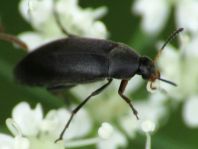 Anaspis frontalis