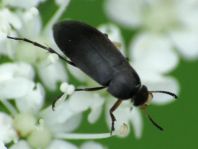 Anaspis frontalis