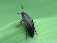 Anaspis frontalis