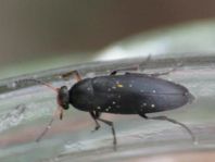 Anaspis frontalis
