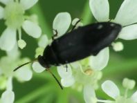 Anaspis frontalis