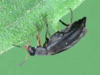 Anaspis frontalis